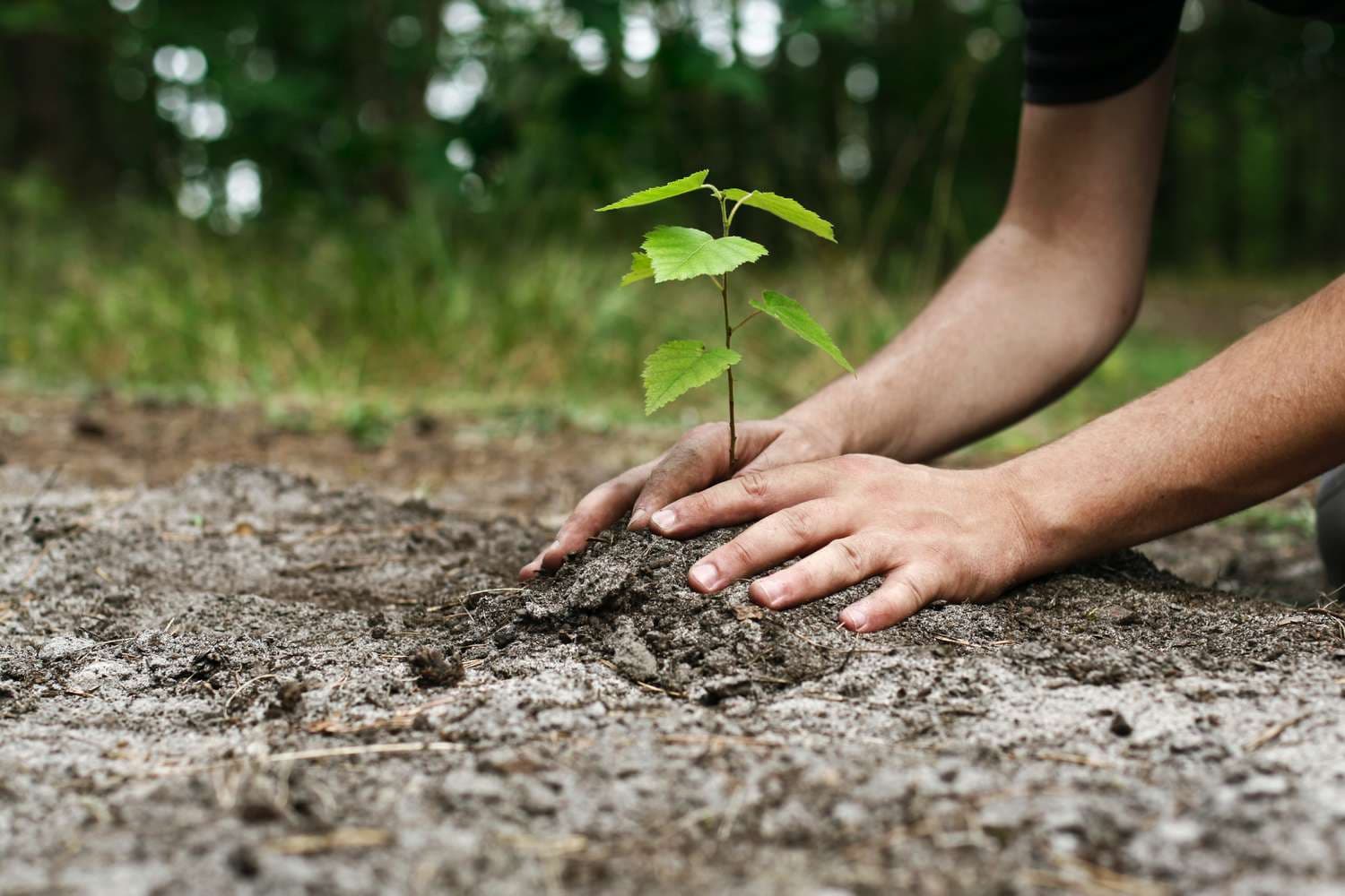 Nurturing the Seed of Aspiration