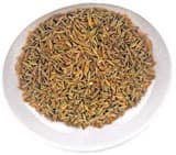 Jeeraka or cumin and caraway (Cuminum cyminum and Carum carvi)
