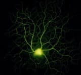 The atmosphere of protection