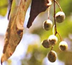 Harītakī (Terminalia chebula Retz.)