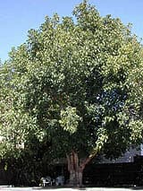 Peepul (Ficus religiosa, Linn.)